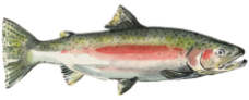 Steelhead