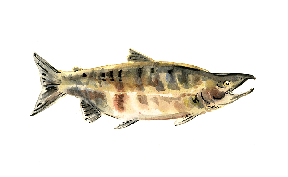 Image of a chum salmon