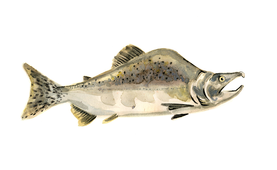 Image of a pink salmon